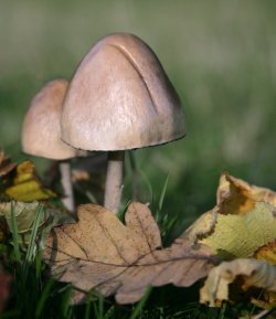 sample image created by Hazel Gwatkin