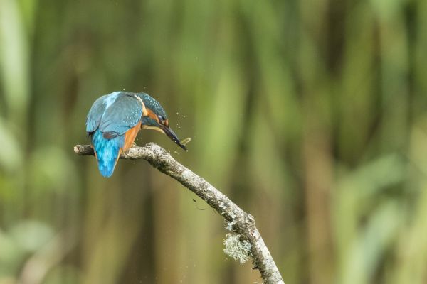Bird Photography Competition