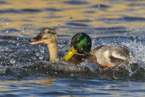 Bird Photography Competition