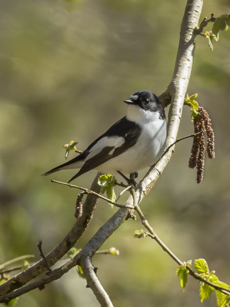 Bird Photography Competition