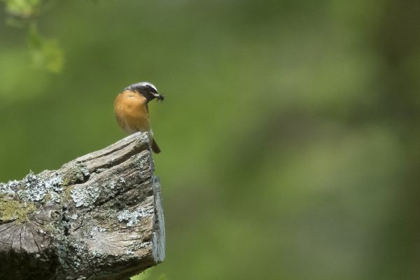 Bird Photography Competition