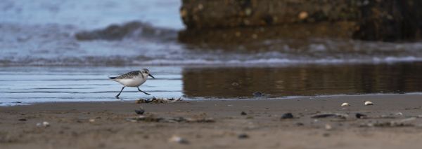 Bird Photography Competition