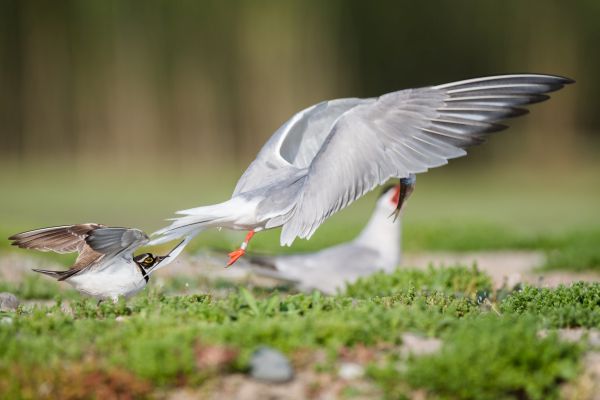 Bird Photography Competition