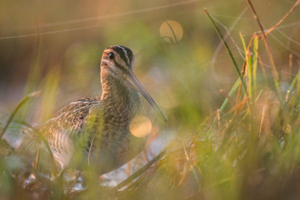 Bird Photography Competition