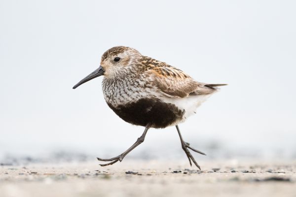 Bird Photography Competition