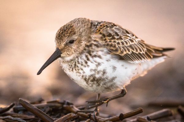 Bird Photography Competition