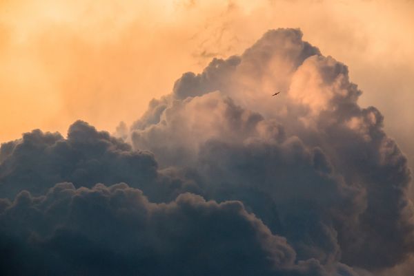 Bird Photography Competition