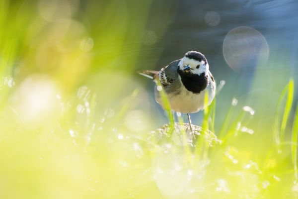 Bird Photography Competition