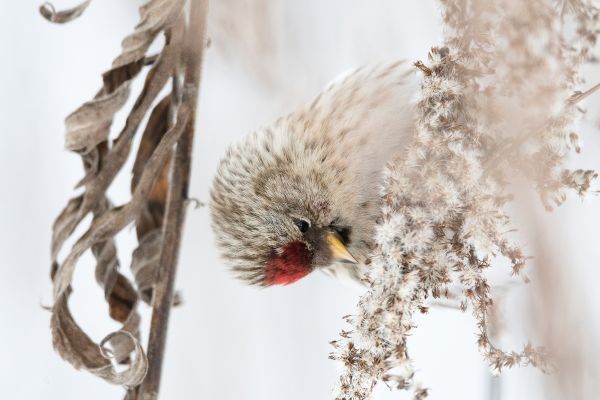 Bird Photography Competition