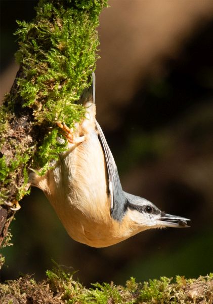 Bird Photography Competition