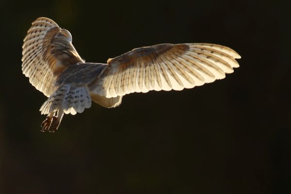 Bird Photography Competition