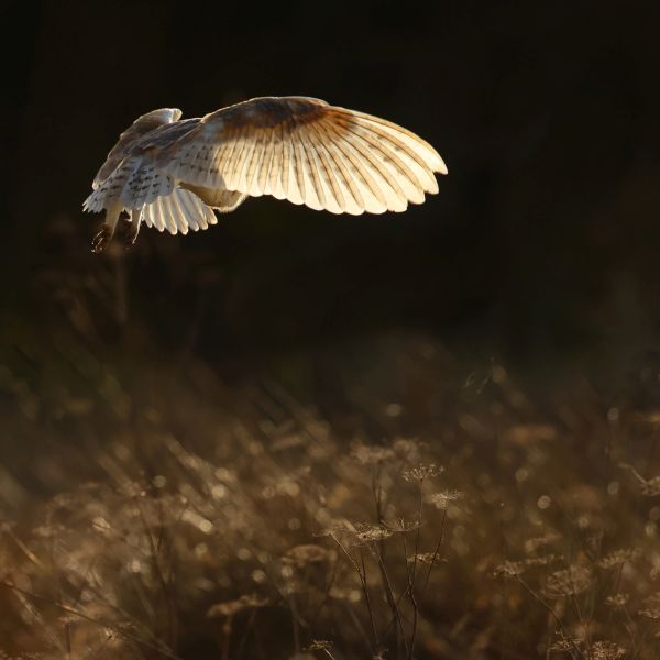 Bird Photography Competition