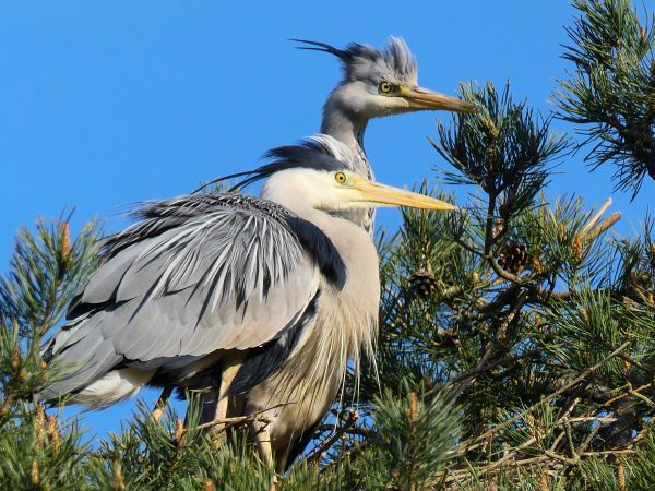 Bird Photography Competition