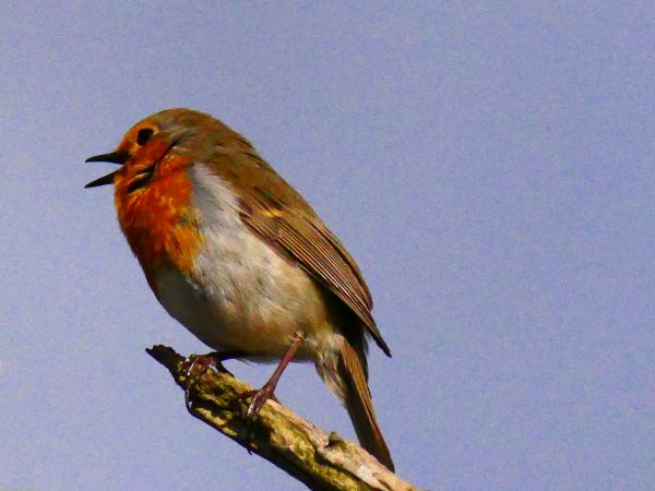 Bird Photography Competition