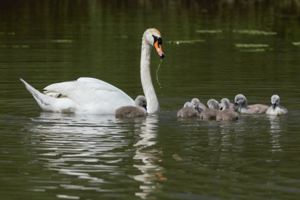 Bird Photography Competition