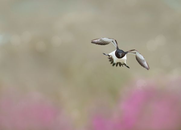 Bird Photography Competition