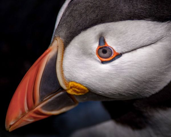Bird Photography Competition