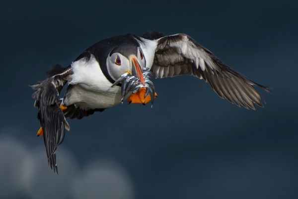 Bird Photography Competition