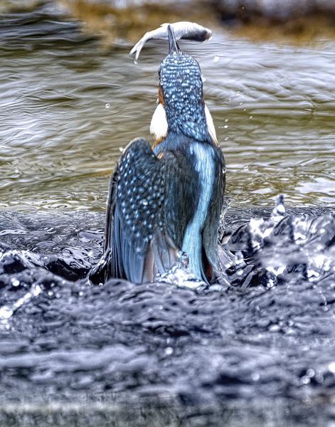 Bird Photography Competition