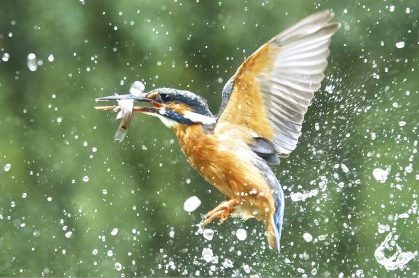 Bird Photography Competition