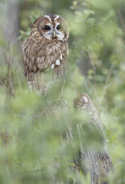 Bird Photography Competition