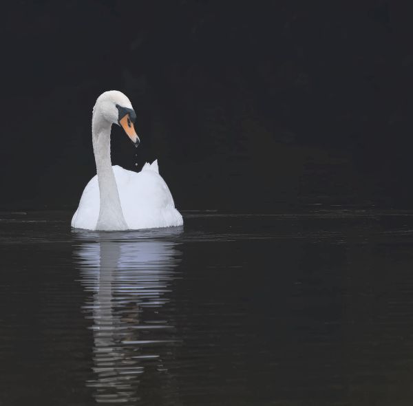 Bird Photography Competition