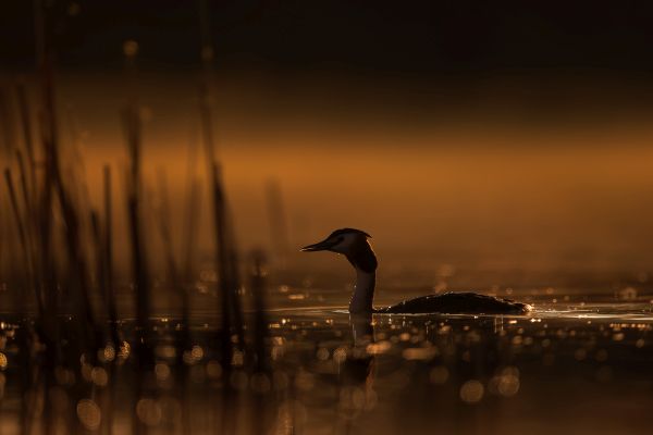 Bird Photography Competition