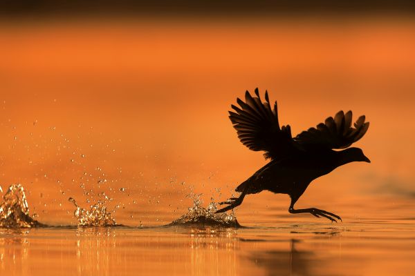 Bird Photography Competition