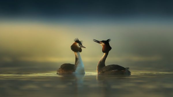 Bird Photography Competition
