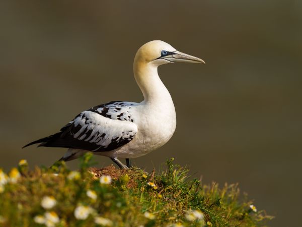 Bird Photography Competition