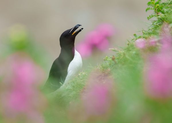 Bird Photography Competition