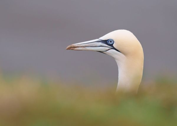 Bird Photography Competition
