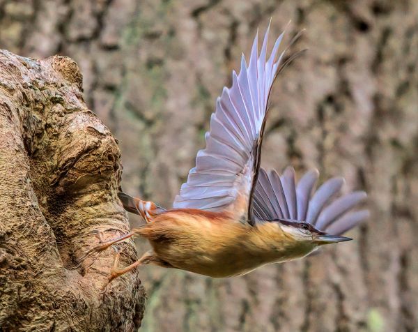 Bird Photography Competition