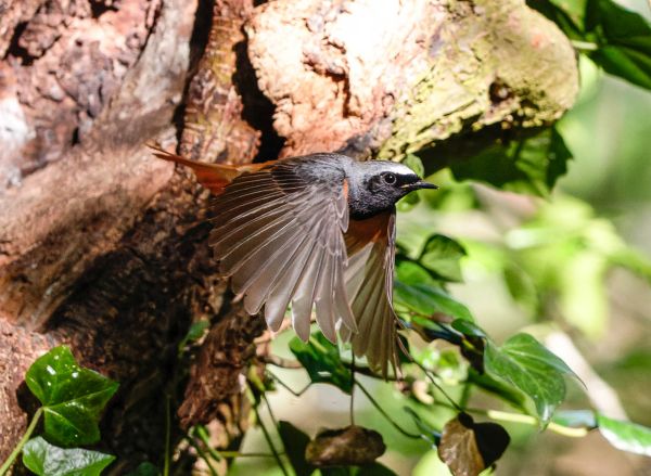Bird Photography Competition