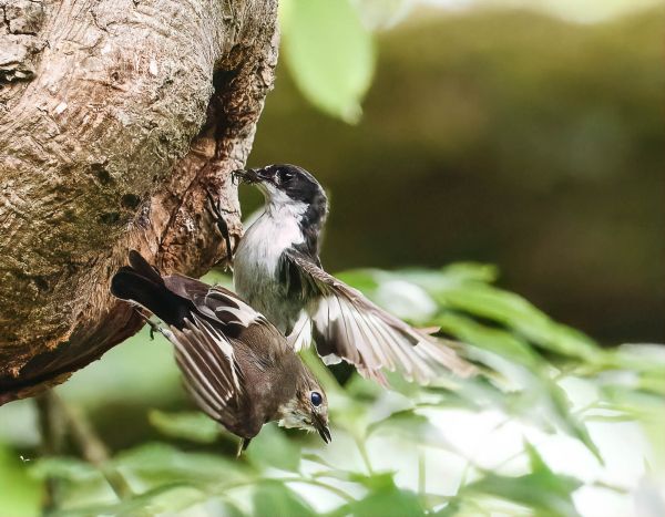 Bird Photography Competition