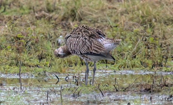 Bird Photography Competition