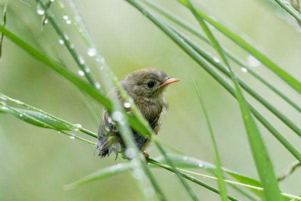 Bird Photography Competition