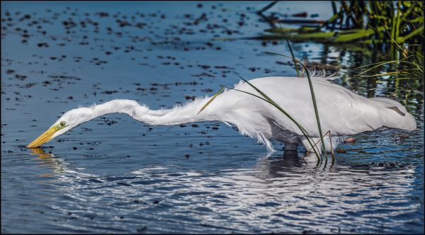 Bird Photography Competition
