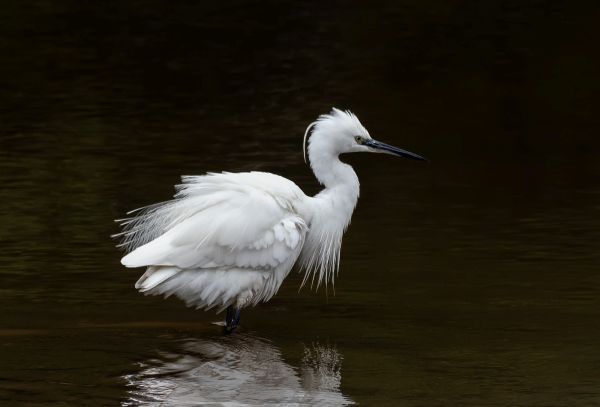 Bird Photography Competition