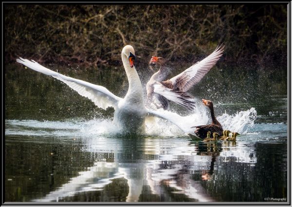 Bird Photography Competition