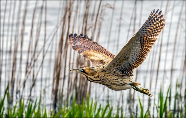 Bird Photography Competition