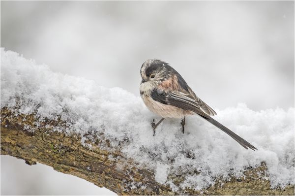 Bird Photography Competition