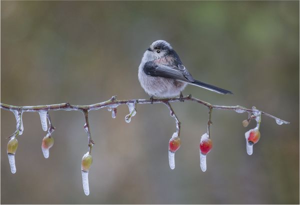 Bird Photography Competition