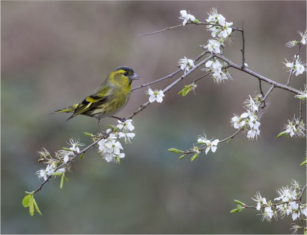 Bird Photography Competition