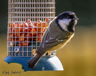 Bird Photography Competition