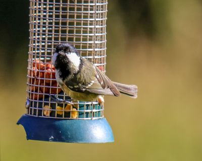 Bird Photography Competition