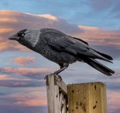 Bird Photography Competition