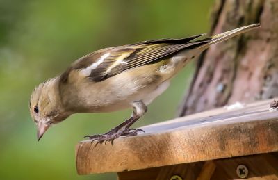 Bird Photography Competition