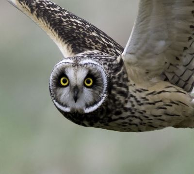 Bird Photography Competition