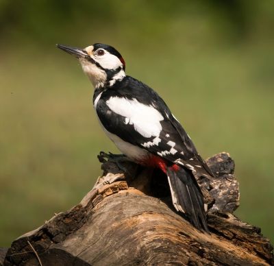 Bird Photography Competition